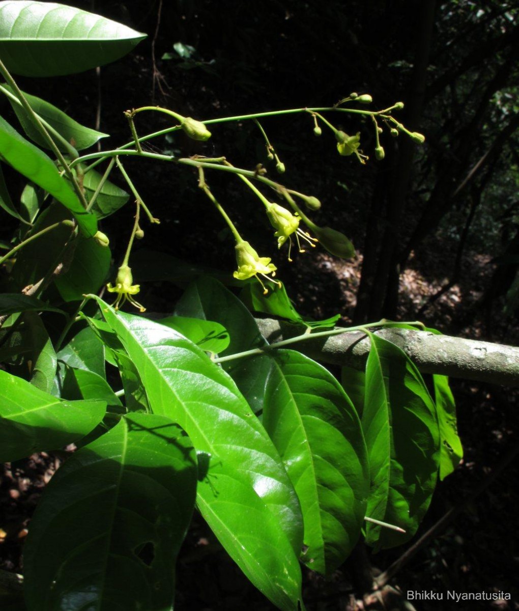 Harpullia arborea (Blanco) Radlk.